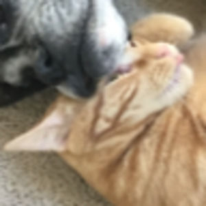 Meet your Posher, Ellie